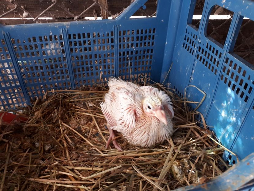  - voiajori albi 2018