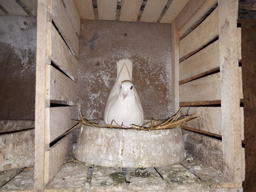  - voiajori albi 2018