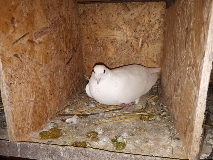  - voiajori albi 2018