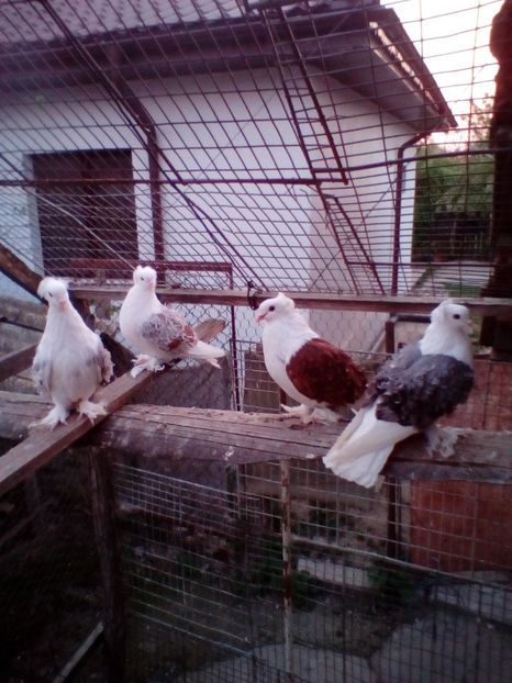  - D ___ CRETI  FRANCEZI CAPACITI