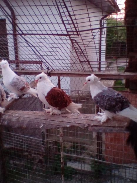  - D ___ CRETI  FRANCEZI CAPACITI