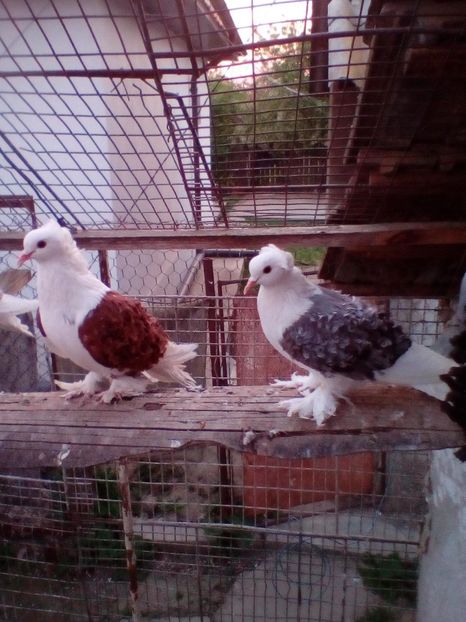  - D ___ CRETI  FRANCEZI CAPACITI