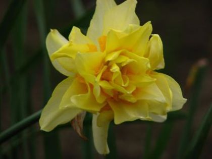 normal_ghiocel_galben