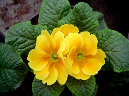 primula-galben - Diverse