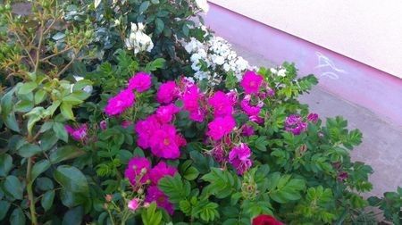 Rosa rugosa "Foxi" - 1 Nou Trandafiri 2024