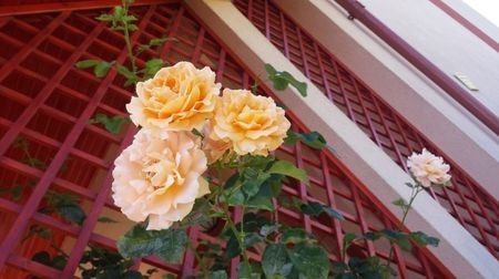 Polka-urcator - 1 Nou Trandafiri 2024