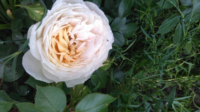 Uetersener klosterrose- urcator - 1 Nou Trandafiri 2024