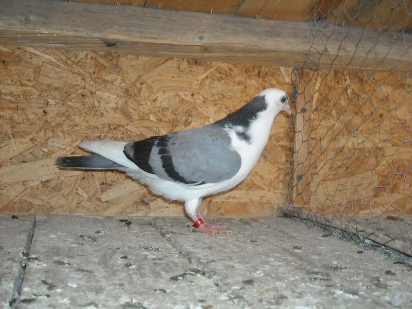 pierdut - PUISORI 2018