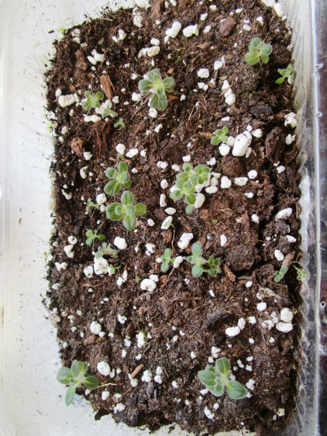 Seemania  Nematanthodes  Evita (29-04-2018) - Gesneriaceae 2018