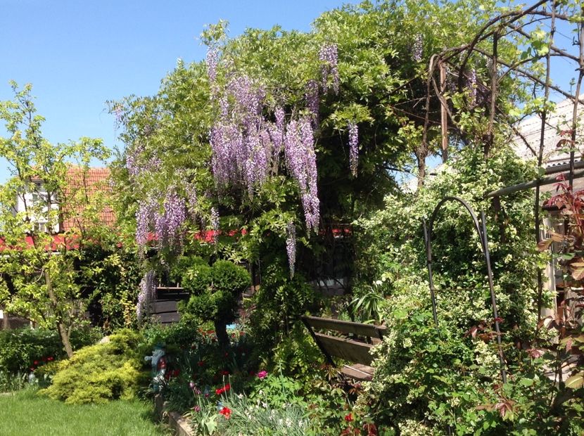  - Glicina 6 feb 2018