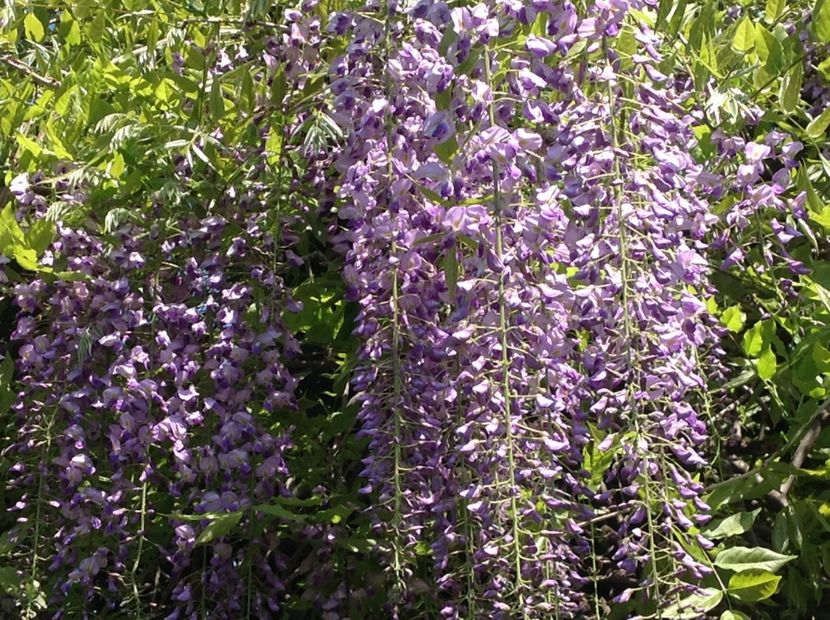  - Glicina 6 feb 2018