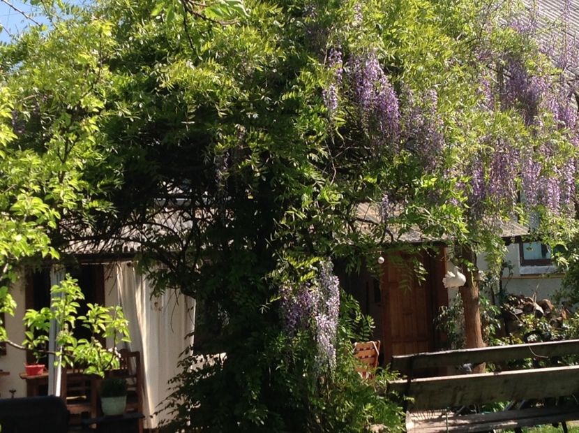  - Glicina 6 feb 2018