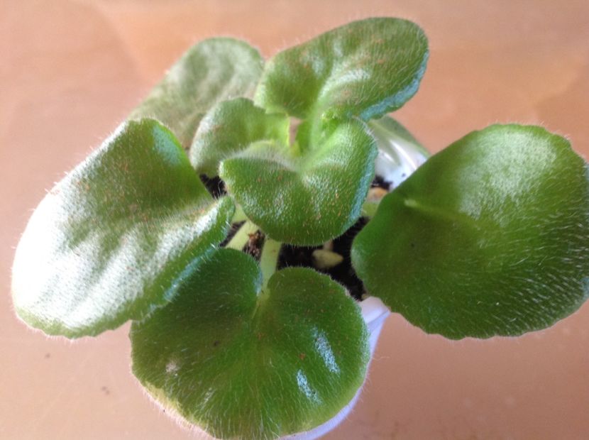  - LE Malakhitovaia Rosa