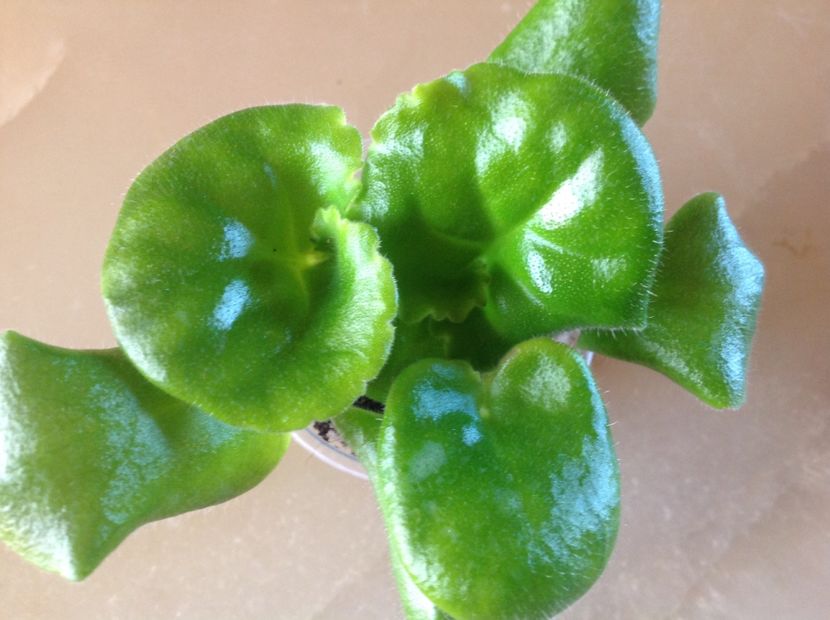  - LE Fuksijevoje Kruzevo sport