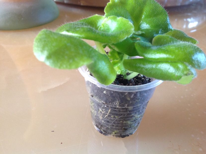  - LE Fuksijevoje Kruzevo sport