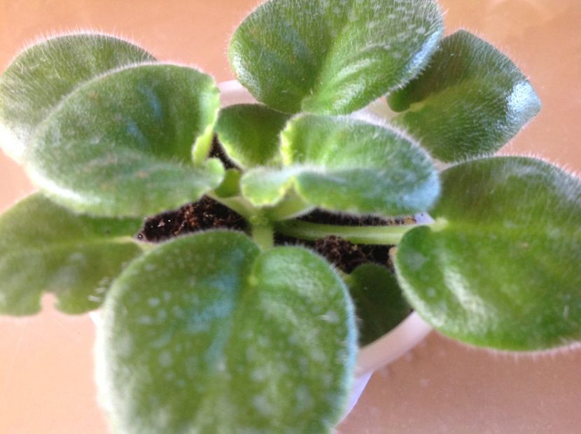  - Midnight Twist sport