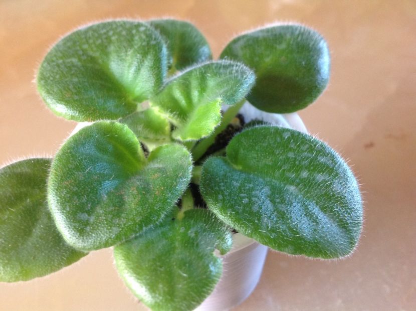  - Midnight Twist sport