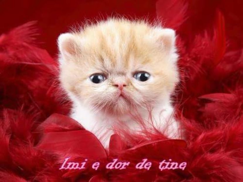  - Poze 4