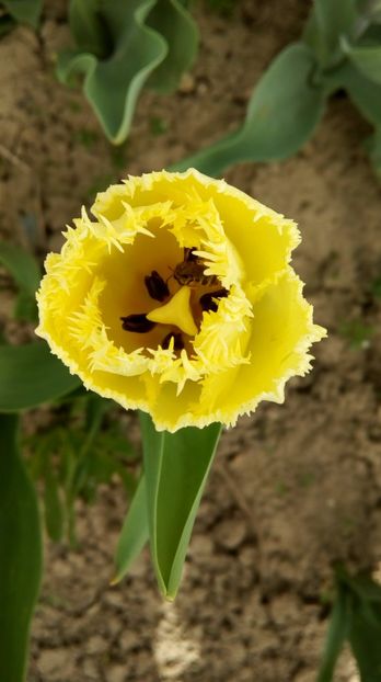 tulip 2018 033 - Lalele 2018