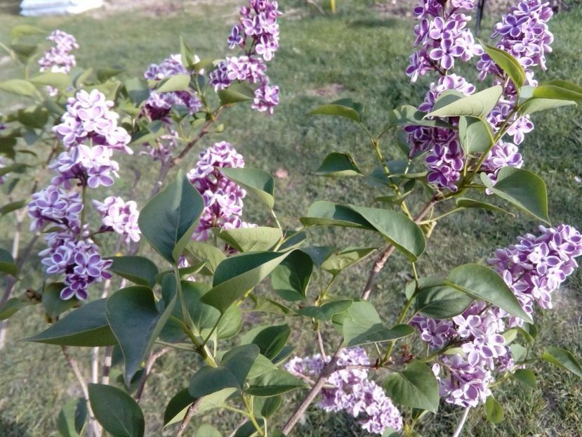 vandut liliac Sensation , inflorit, la ghiveci - w Produse livrate