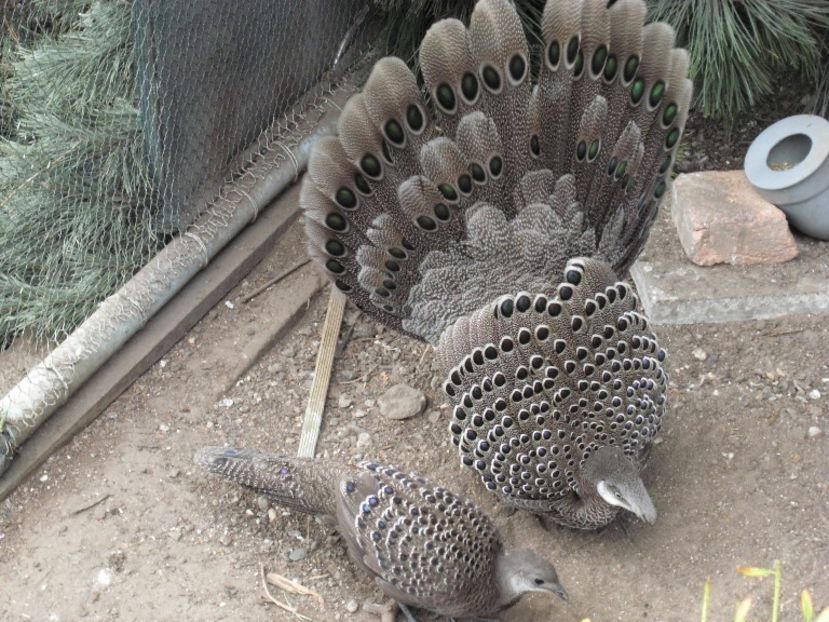 Fazan Păun Gri - Vor urma  Acestea