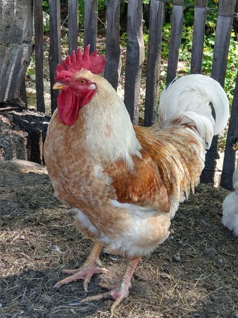  - Metisi Jersey giant-kabir-coob 500