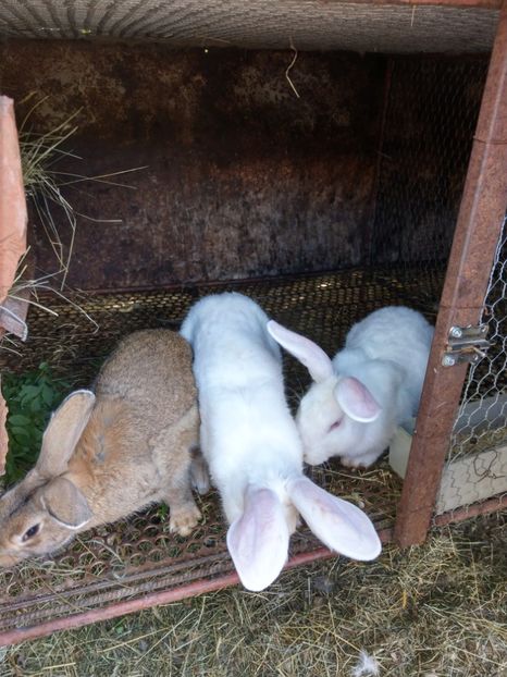  - iepuri hycole alb si colorat