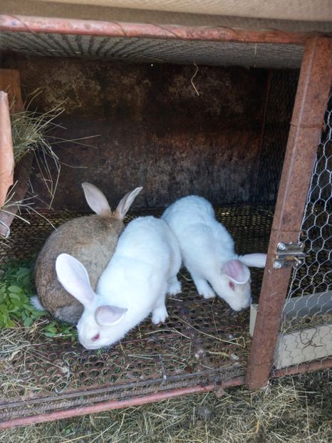  - iepuri hycole alb si colorat