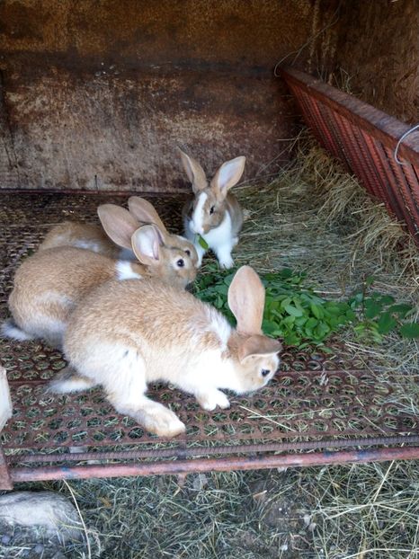  - iepuri hycole alb si colorat