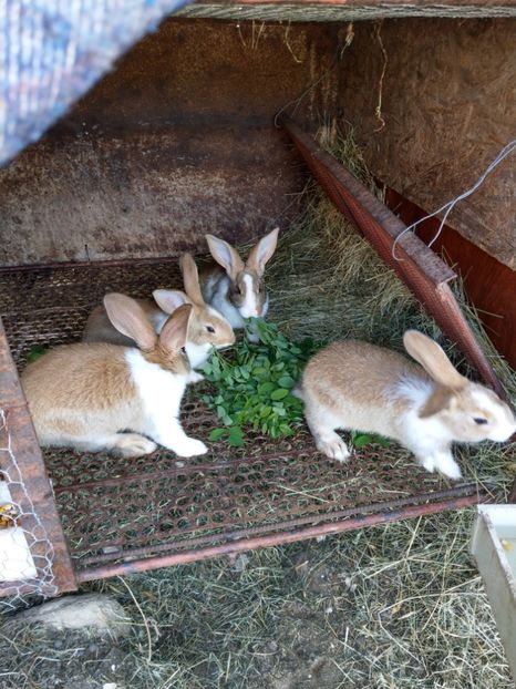  - iepuri hycole alb si colorat