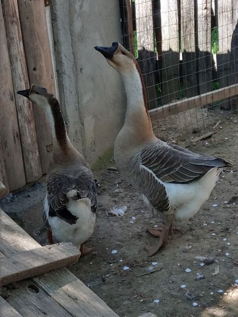  - GASTE AFRICANE si gaste romanesti