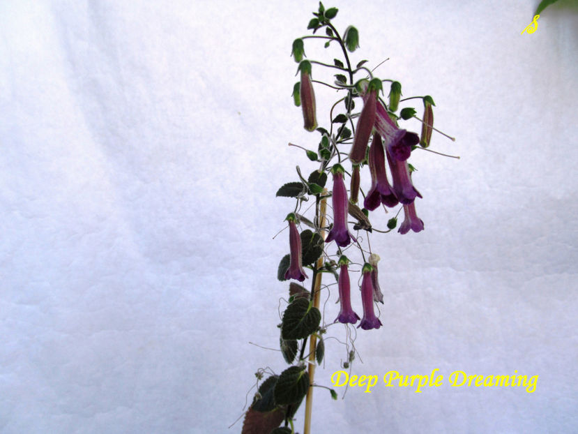 Deep Purple Dreaming(29-04-2018) - Sinningii 2018