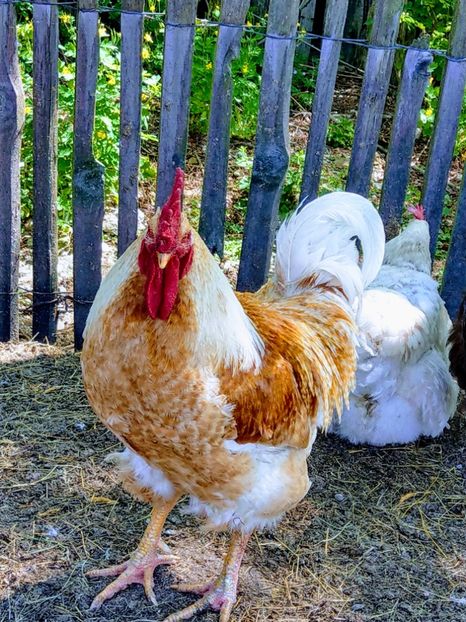  - Metisi Jersey giant-kabir-coob 500