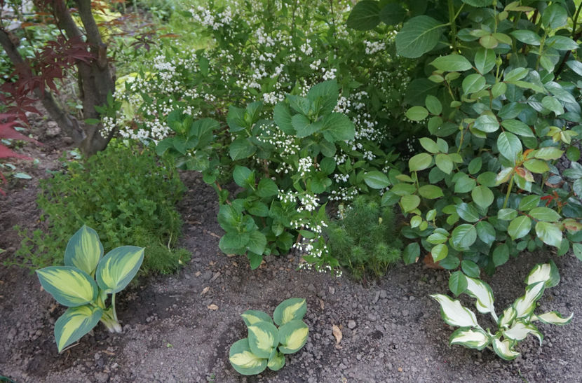 am plantat hoste in fata hortensiilor - Hosta 2018- 2022