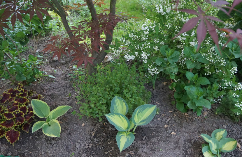 sper să se impace :) - Hosta 2018- 2022