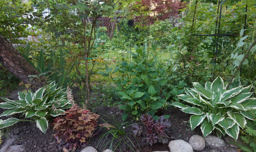  - Hosta 2018- 2022