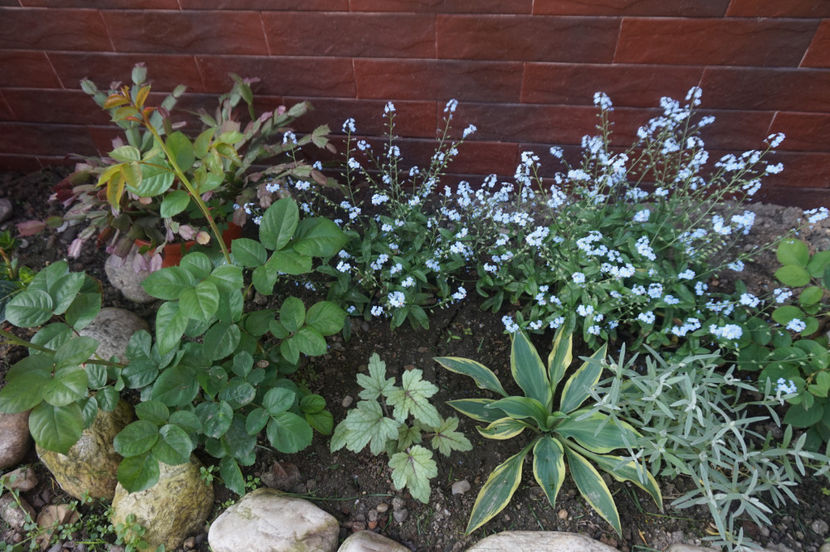  - Hosta 2018- 2022