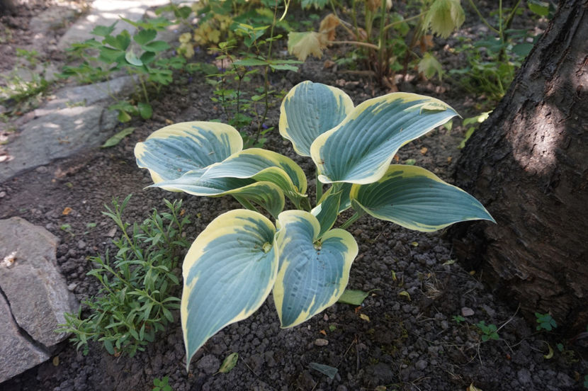  - Hosta 2018- 2022