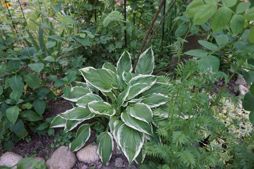  - Hosta 2018- 2022