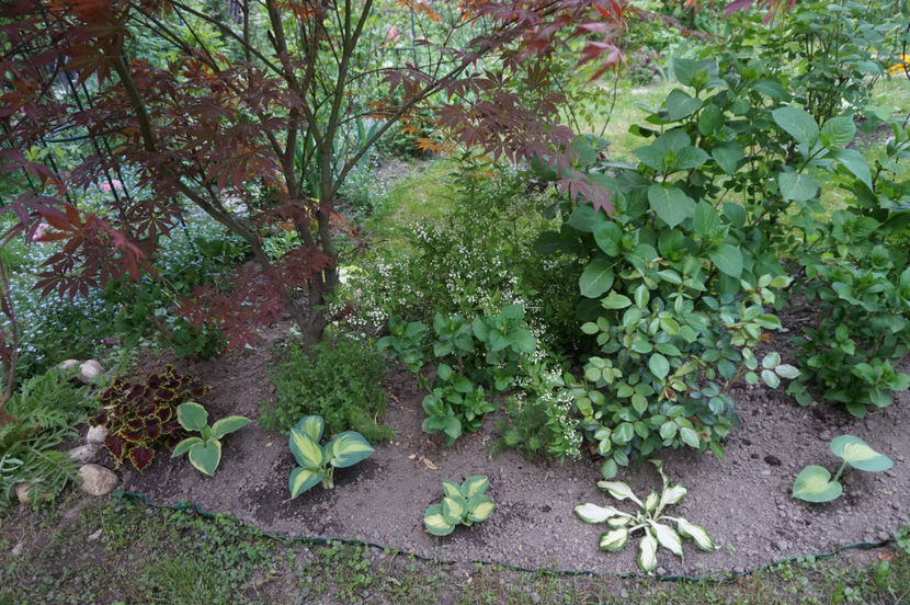  - Hosta 2018- 2022