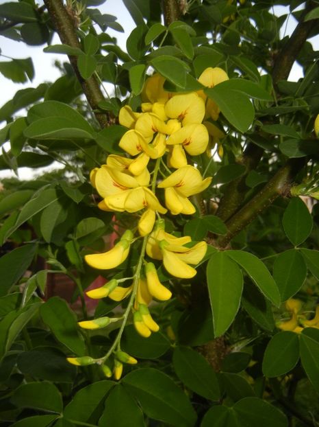 Golden Chain Tree (2018, April 27) - Laburnum_Golden Chain Tree