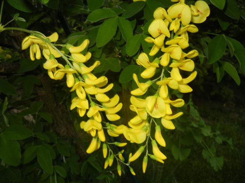 Golden Chain Tree (2018, April 27) - Laburnum_Golden Chain Tree