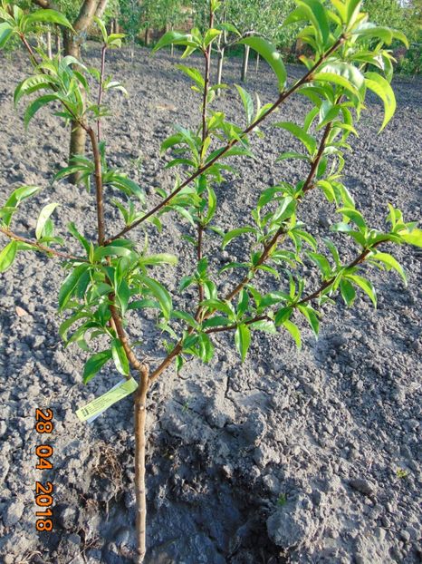 piersic VERBARACK - Aprilie 2018 - piersic RUBINO VERBARACK - rosu