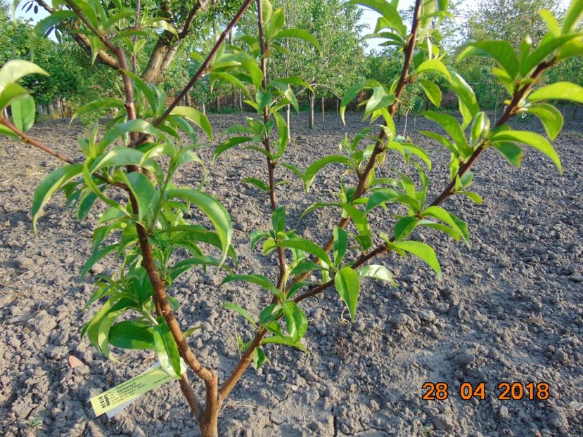  - piersic RUBINO VERBARACK - rosu