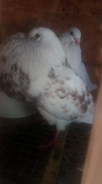 received_123772751815404 - 13 Gaditanos