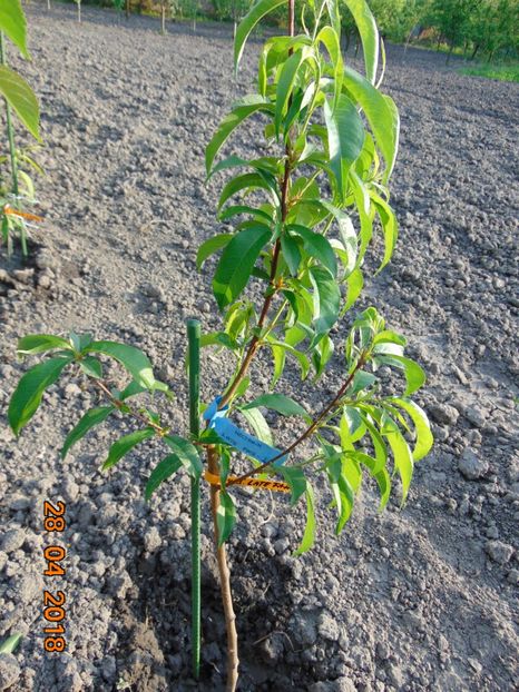 nectarin LATE FAIR - Aprilie 2018 - nectarin LATE FAIR