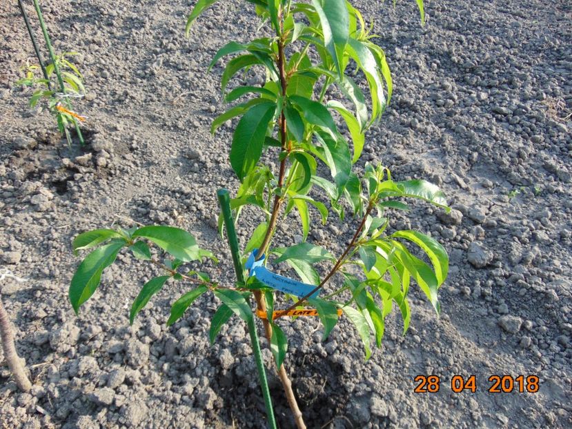  - nectarin LATE FAIR