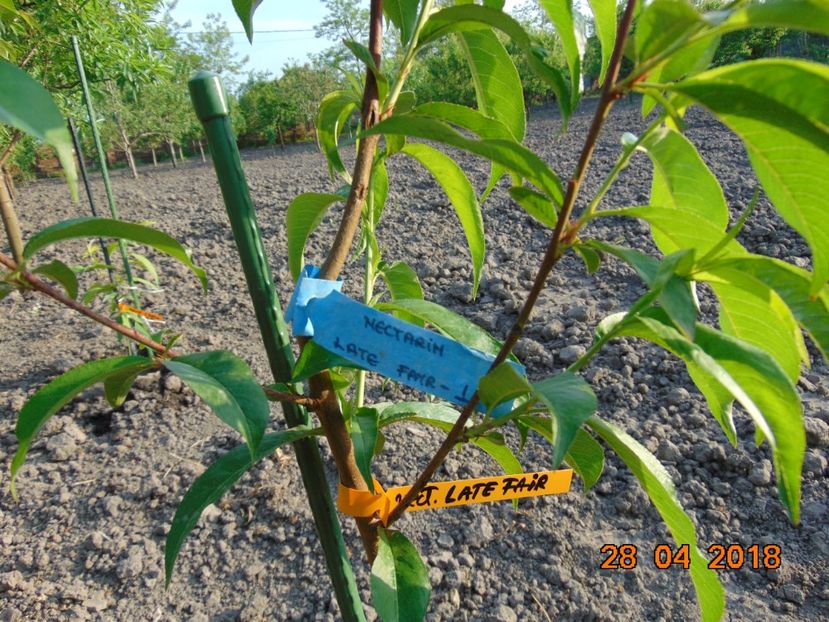  - nectarin LATE FAIR