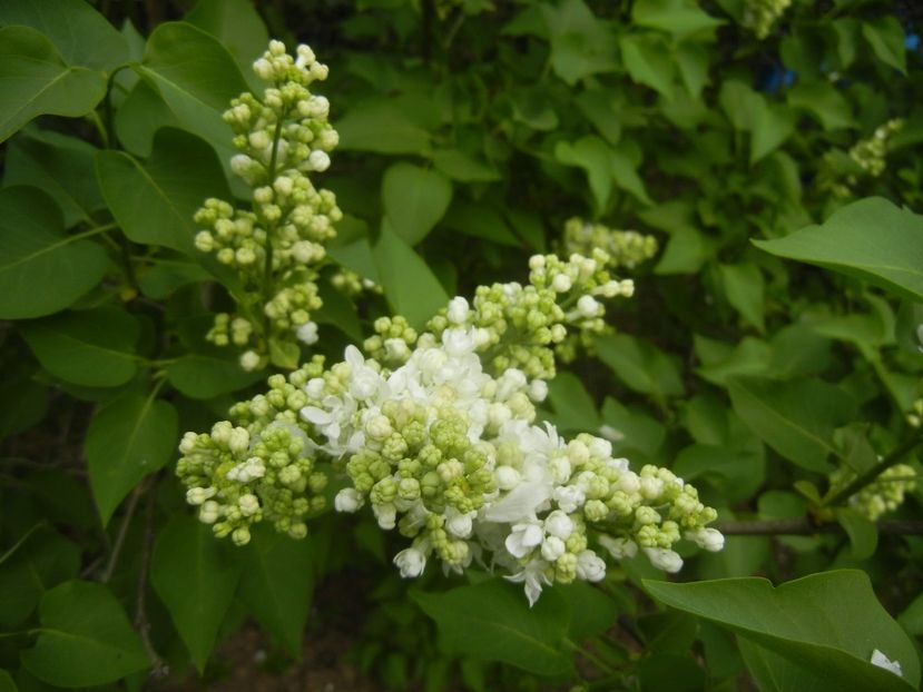 White Lilac Tree (2018, April 15) - Syringa vulgaris White