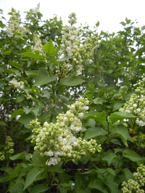 White Lilac Tree (2018, April 15) - Syringa vulgaris White